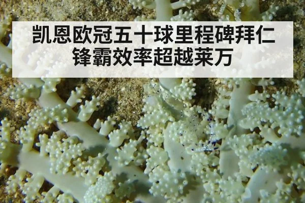 凯恩欧冠五十球里程碑拜仁锋霸效率超越莱万